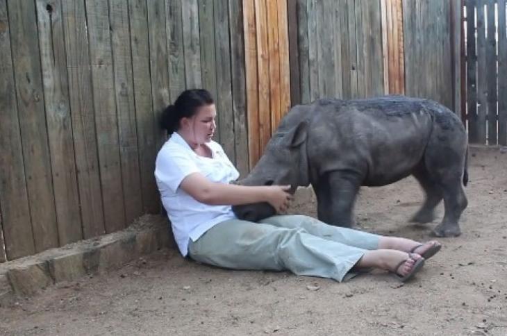Rino bebé
