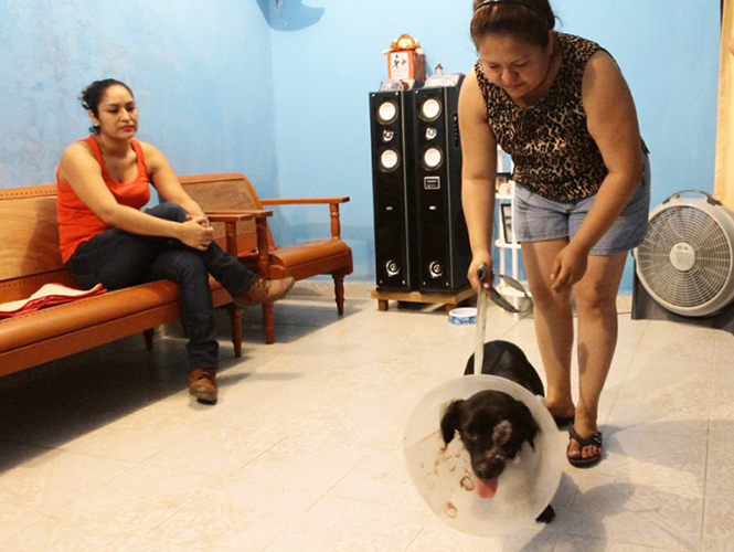 Tomasa maltrato animal machetazos