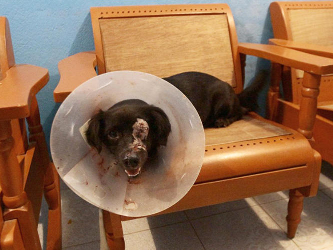 Tomasa recibió tres machetazos de un niño de 10 años