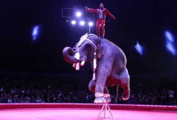 circo con animales