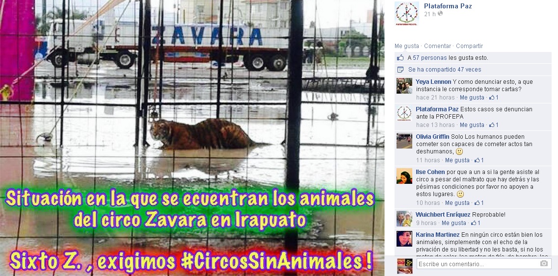circo irapuato tigres indignación fb