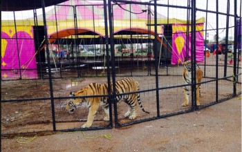 circo irapuato tigres secos