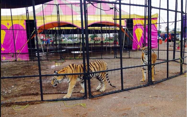 Las condiciones "normales" en las que se encuentran los tigres del circo Zavara
