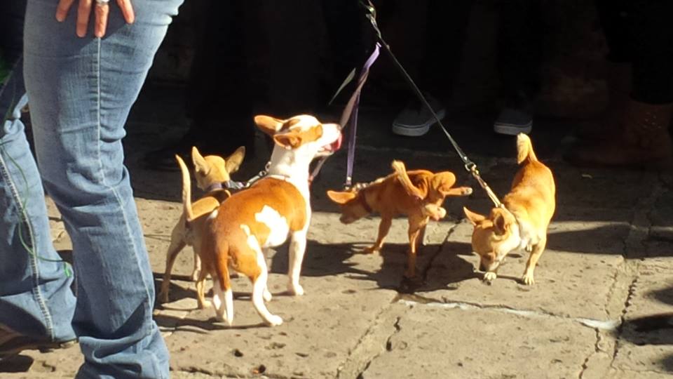 marcha animalistas en morelia3