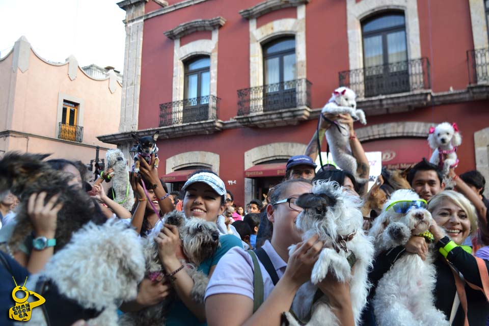 marcha derechos de los animales Morelia 014