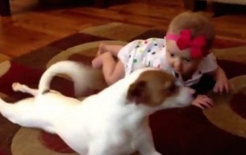 perrito enseña a gatear a bebé