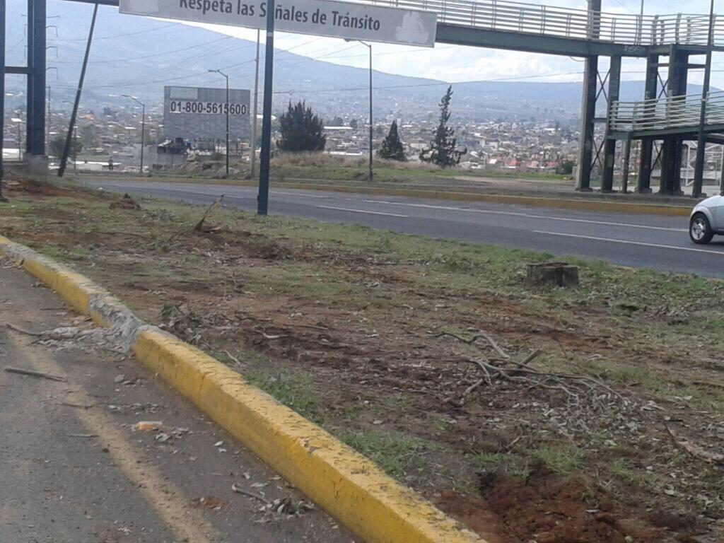 tala de árboles libramiento norte2