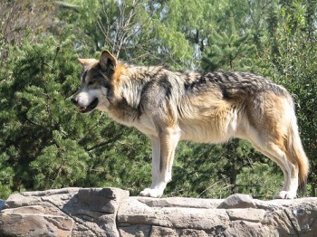 lobo mexicano