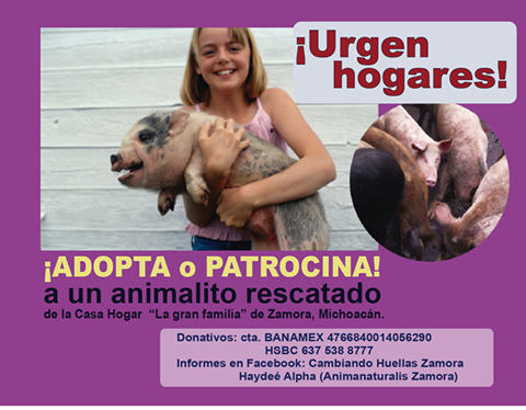 mamá rosa animales adopción