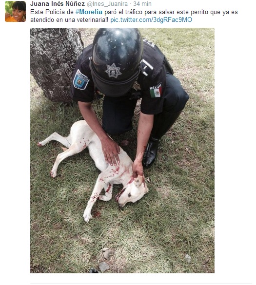 morelia policia salva perrito