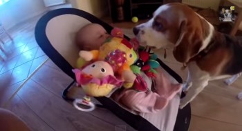 perrito le pide perdón a bebé