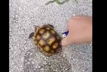 tortugas quemadas eu