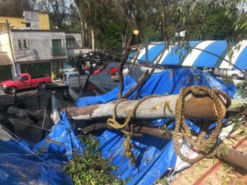 árboles caídos por lluvia en Morelia 2