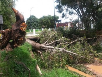 árboles caídos por lluvia en Morelia 3