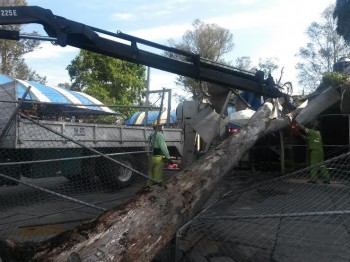 árboles caídos por lluvia en Morelia