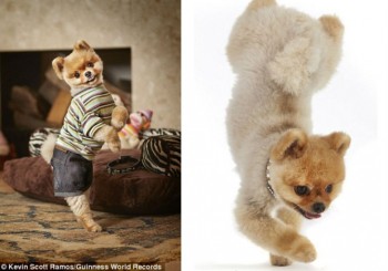 El perro más rápido del mundo Jiff 1