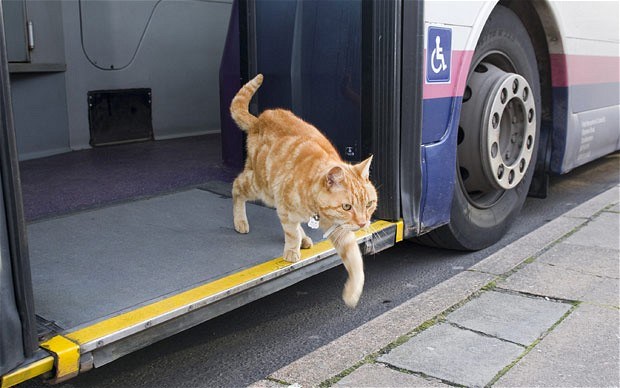 Gato en camión