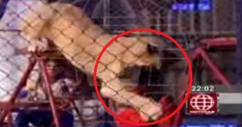 Maestra De Primaria Es Atacada Por Una Leona En Pleno Circo
