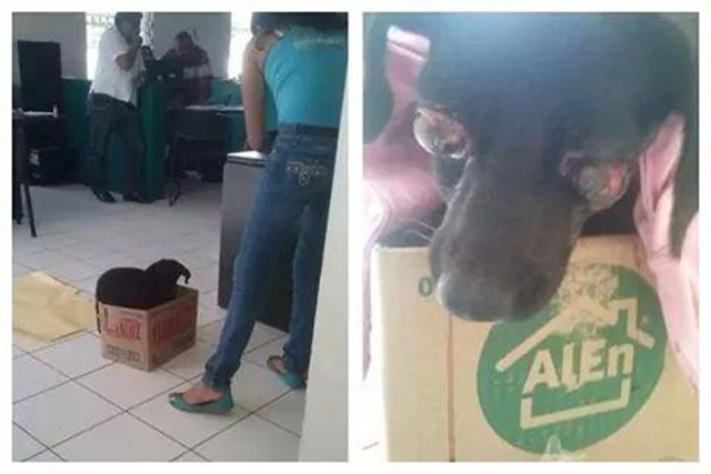 Max perrito abusado sexualmente hasta sacarle los ojos en Yucatán
