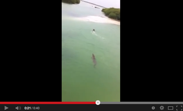 VIDEO: Turista Es Perseguido Por Cocodrilo En La Riviera Maya