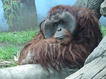 orangutan zoo