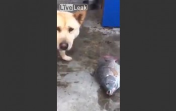 perrito salvando pez