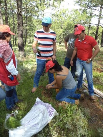 reforestación árboles