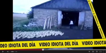 video idiota el ejército de gansos