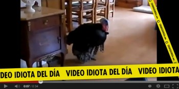 video idiota pavo con estilo flamenco