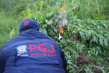 PGJE quema sembradio de marihuana Michoacán