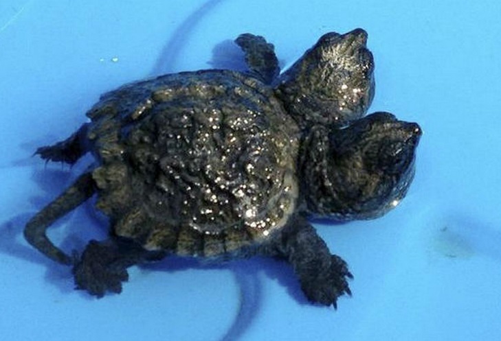 Tortuguita de dos cabezas. Foto: Archivo.