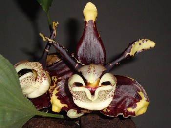 orquidea de mexico 1