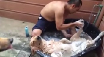 perro disfruta de su baño