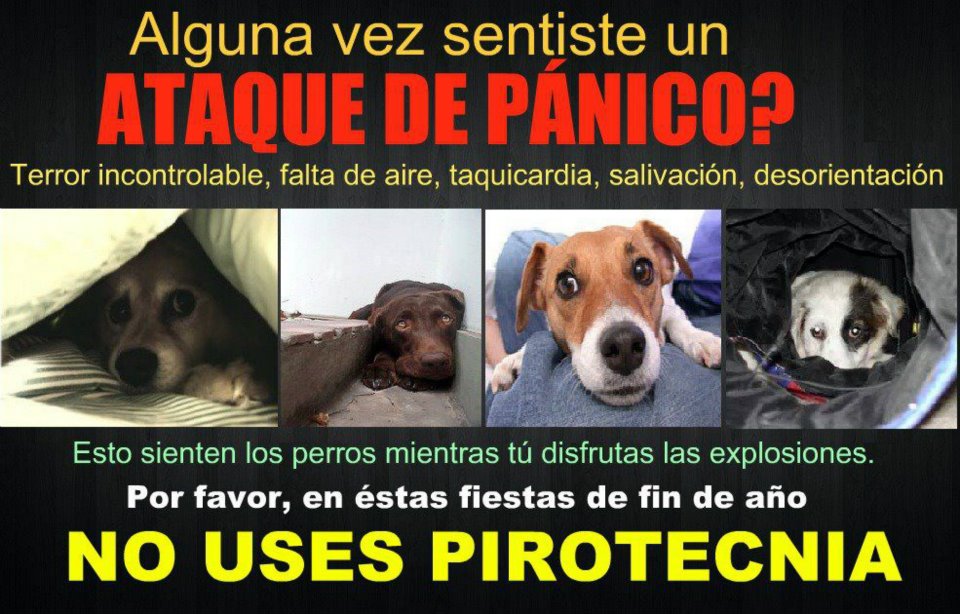 perros pirotecnia peligro