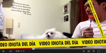 video idiota pelea de miradas