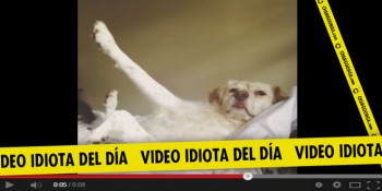 video idiota quién es el mejor perro del mundo
