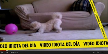 video idiota y el globo