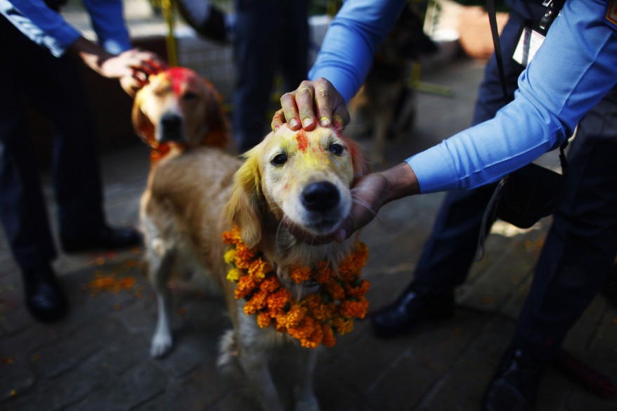 Perros en Nepal. Archivo.