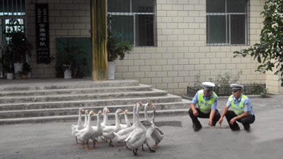 gansos policías en China 2