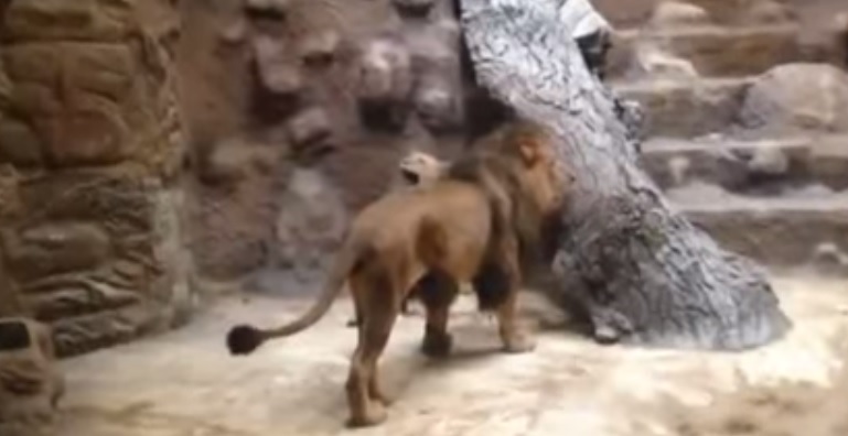 león mata leona zoo video