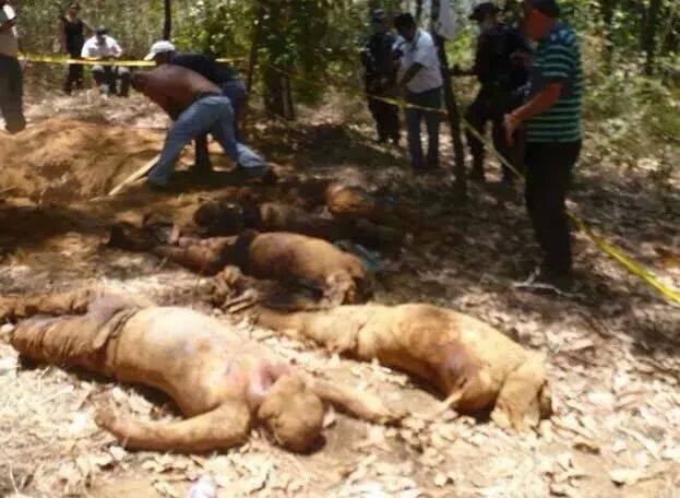 nromalistas ayotzinapa cuerpos cadaveres fosa