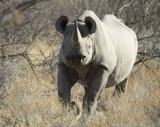 rinoceronte blanco del norte 2