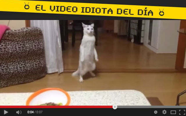 video idiota el paso de la luna gatuno