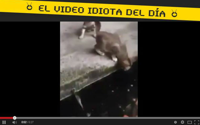 video idiota la venganza del pez