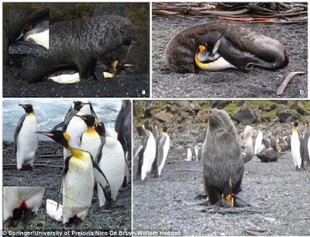 foca violando píngüino