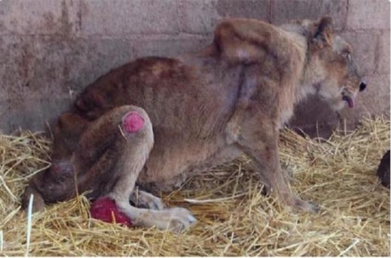 madona leona maltratada jalisco