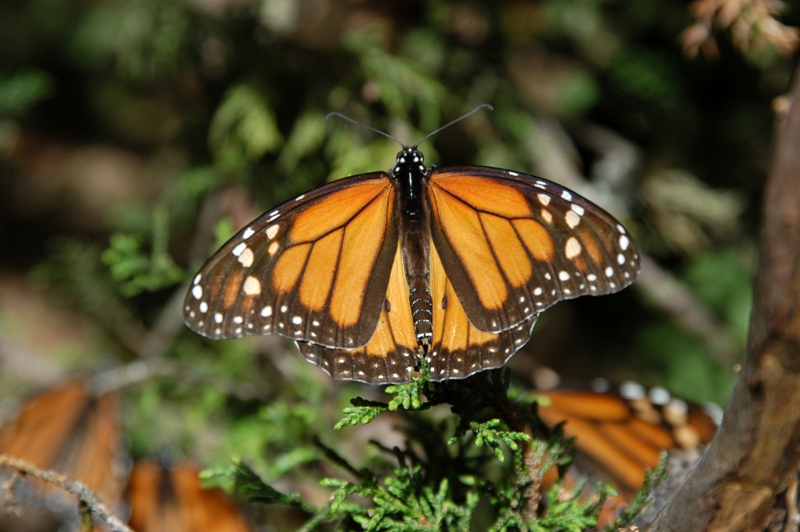 mariposa monarca (2)