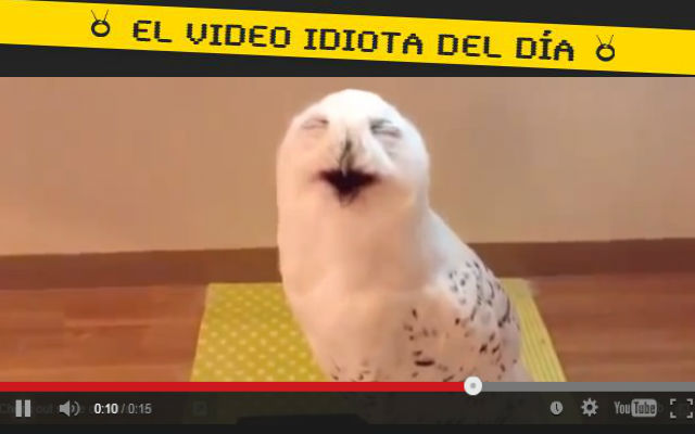video idiota el búho risueño