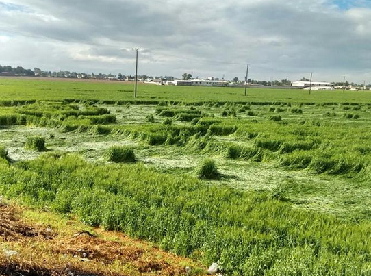 Aparecen Extrañas Figuras En Sembradíos De Texcoco