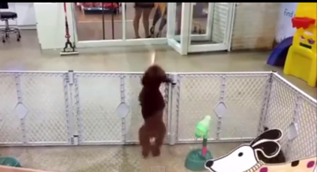 perrito salta en guardería